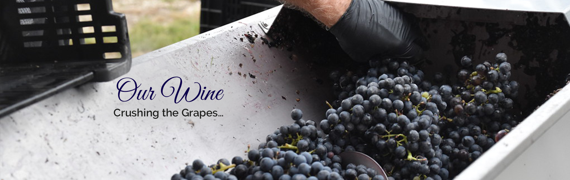 crushing-grapes Crushing grapes for wine