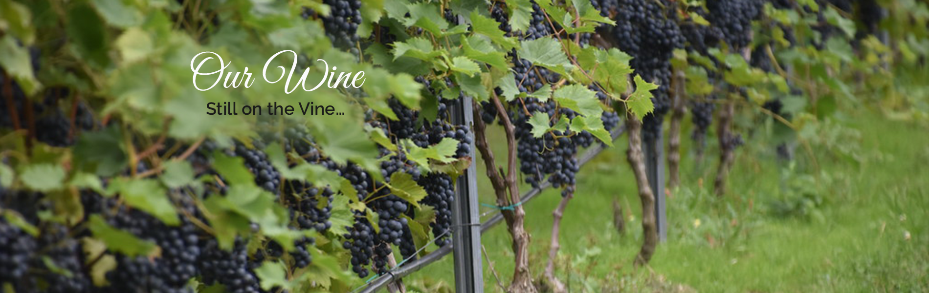 wine-on-the-vine